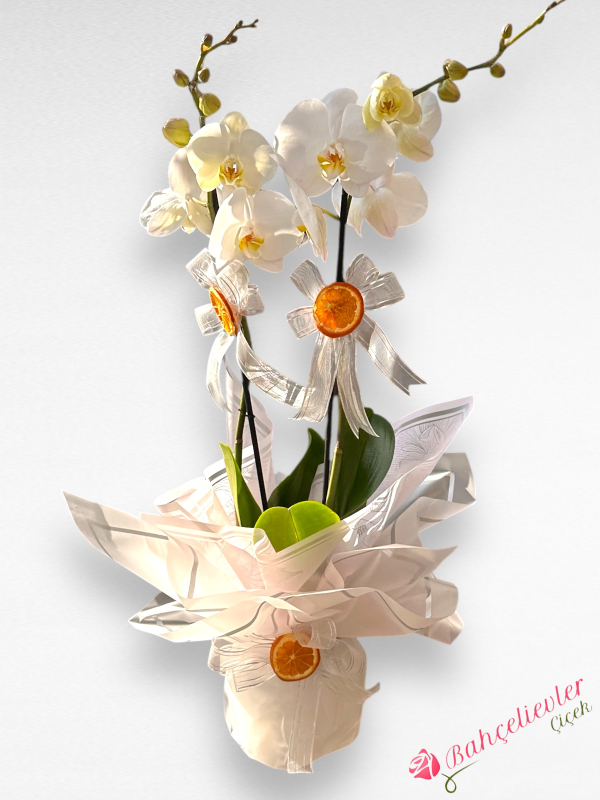 Çift Dallı Beyaz Orkide