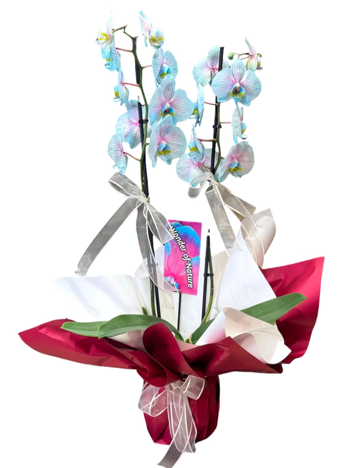 Çift Dallı İthal Mavi Phalaenopsis Orkide Tasarımı