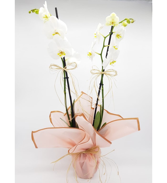 İthal Çiftli Beyaz Phalanopsis Orkide 53