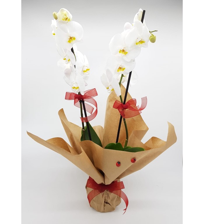 İthal Çiftli Beyaz Phalanopsis Orkide 54