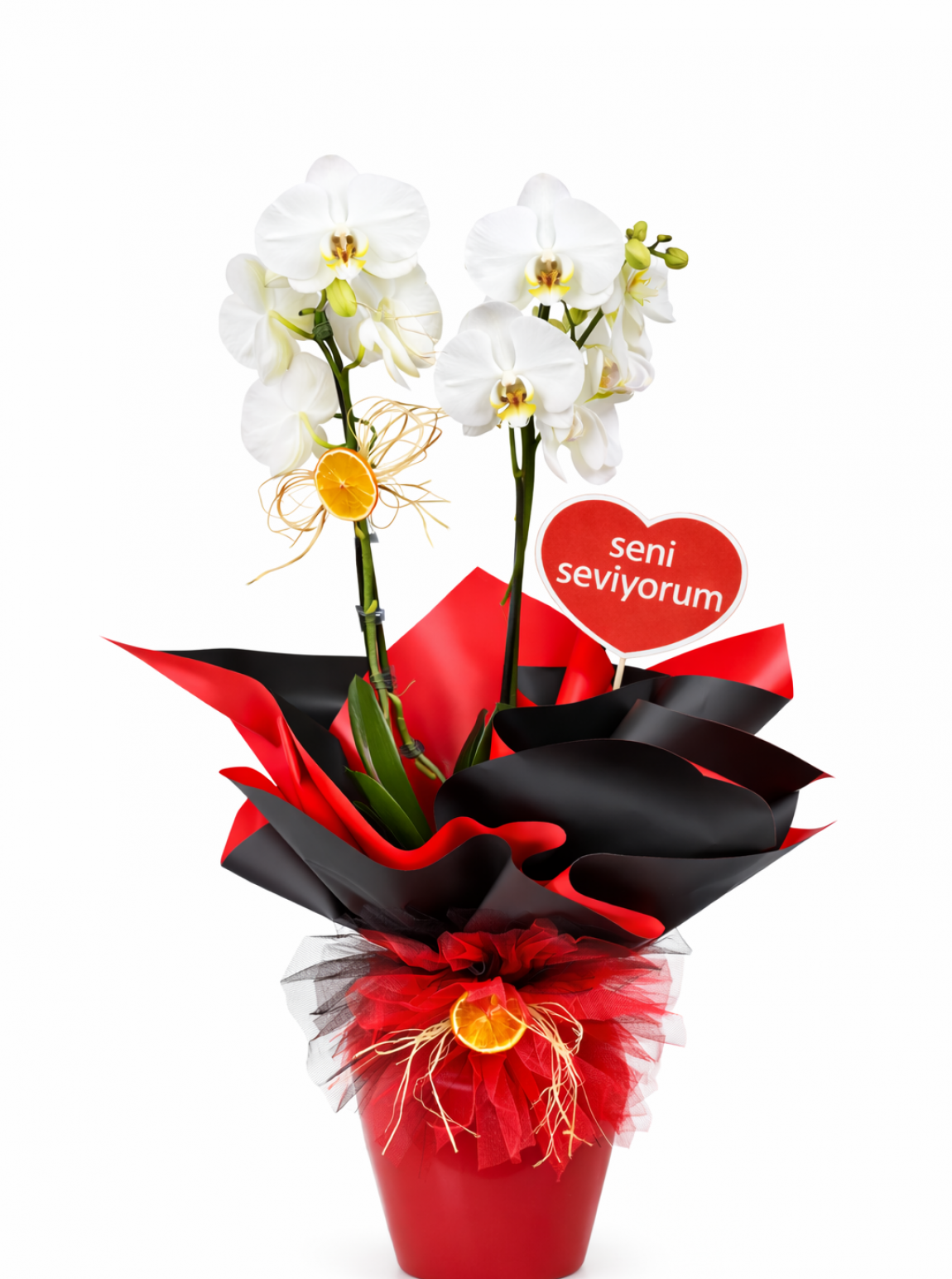 Siyah Kırmızı Ambalajlı Çift Dal Orkide