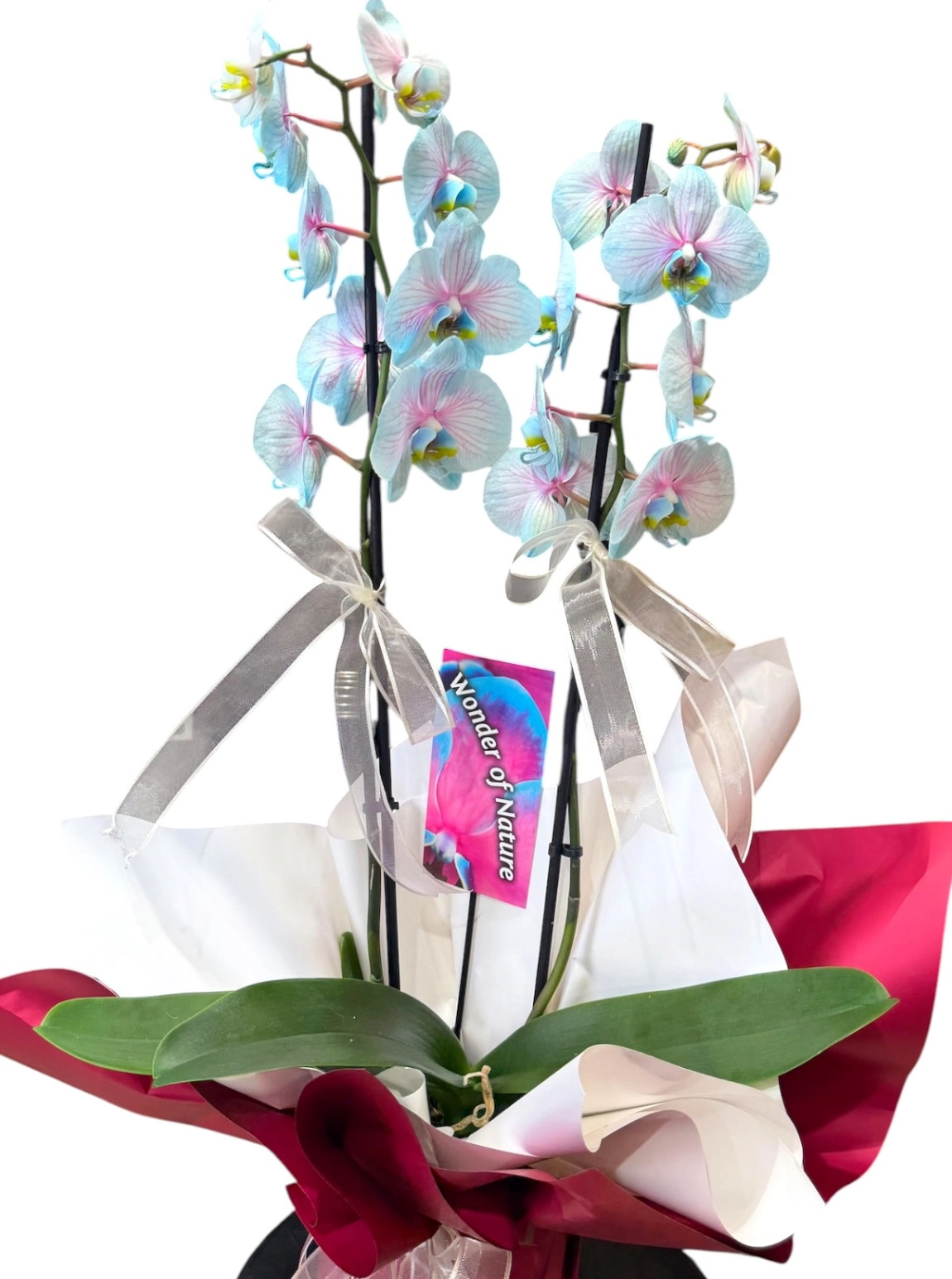 Çift Dallı İthal Mavi Phalaenopsis Orkide Tasarımı