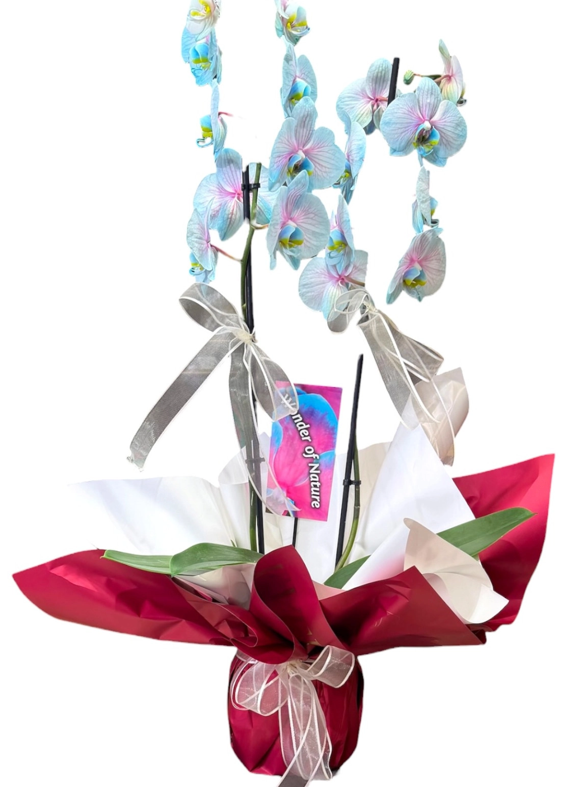 Çift Dallı İthal Mavi Phalaenopsis Orkide Tasarımı