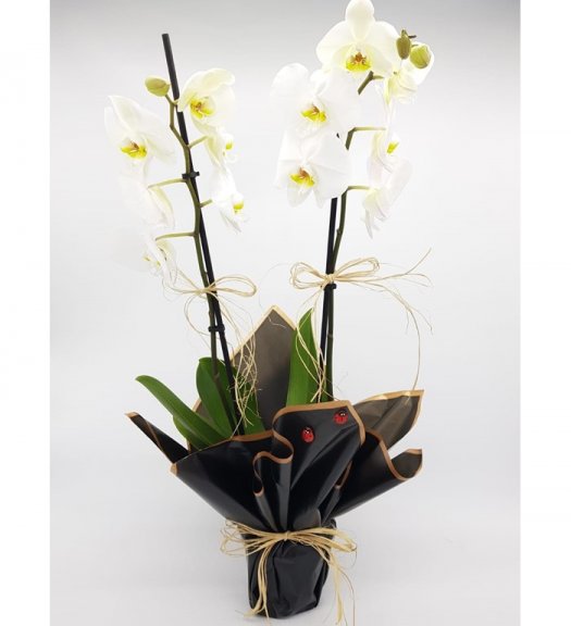 İthal Çiftli Beyaz Phalanopsis Orkide 51