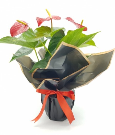 Kırmızı Antoryum (Anthurium) Saksı Çiçeği 74