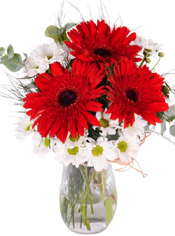 Kırmızı Gerbera Ve Papatya Vazosu