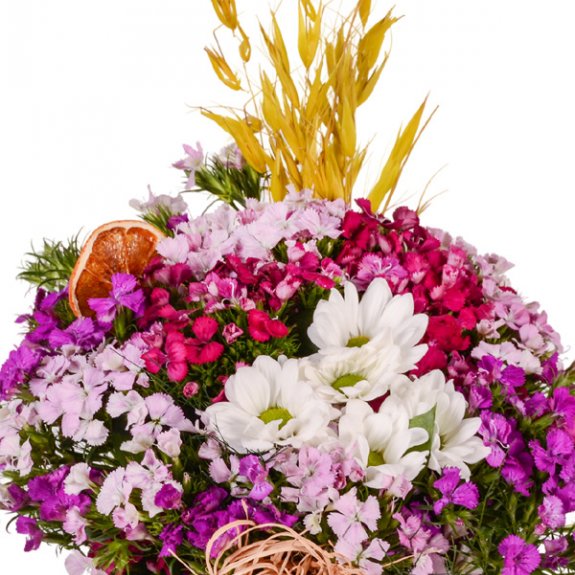 Renkli Hüsnüyusuf Ve Papatya