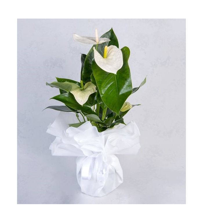 Beyaz Antoryum (Anthurium )Saksı Çiçeği