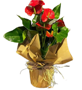 antoryum bitkisi salon çiçegi