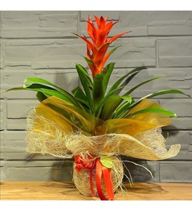 Guzmania Bitkisi Anneler Günü Özel