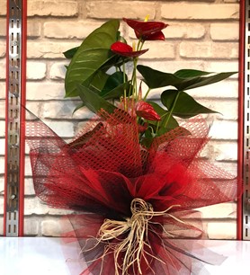 Kırmızı Antoryum (Anthurium )Saksı Çiçeği