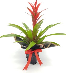 Kırmızı Guzmania )Saksı Çiçeği Anneler Günü Özel